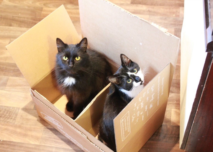 cats in  a  box