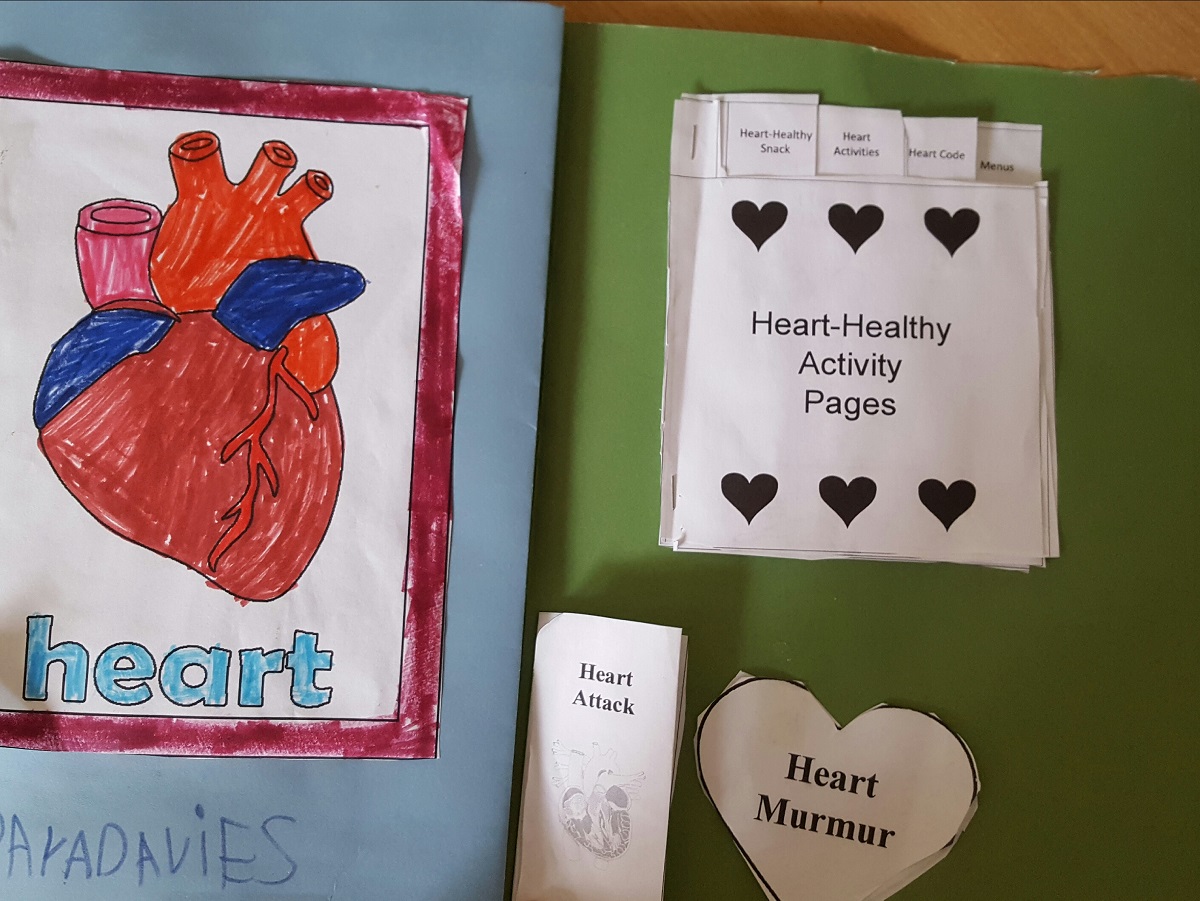 human heart lapbook