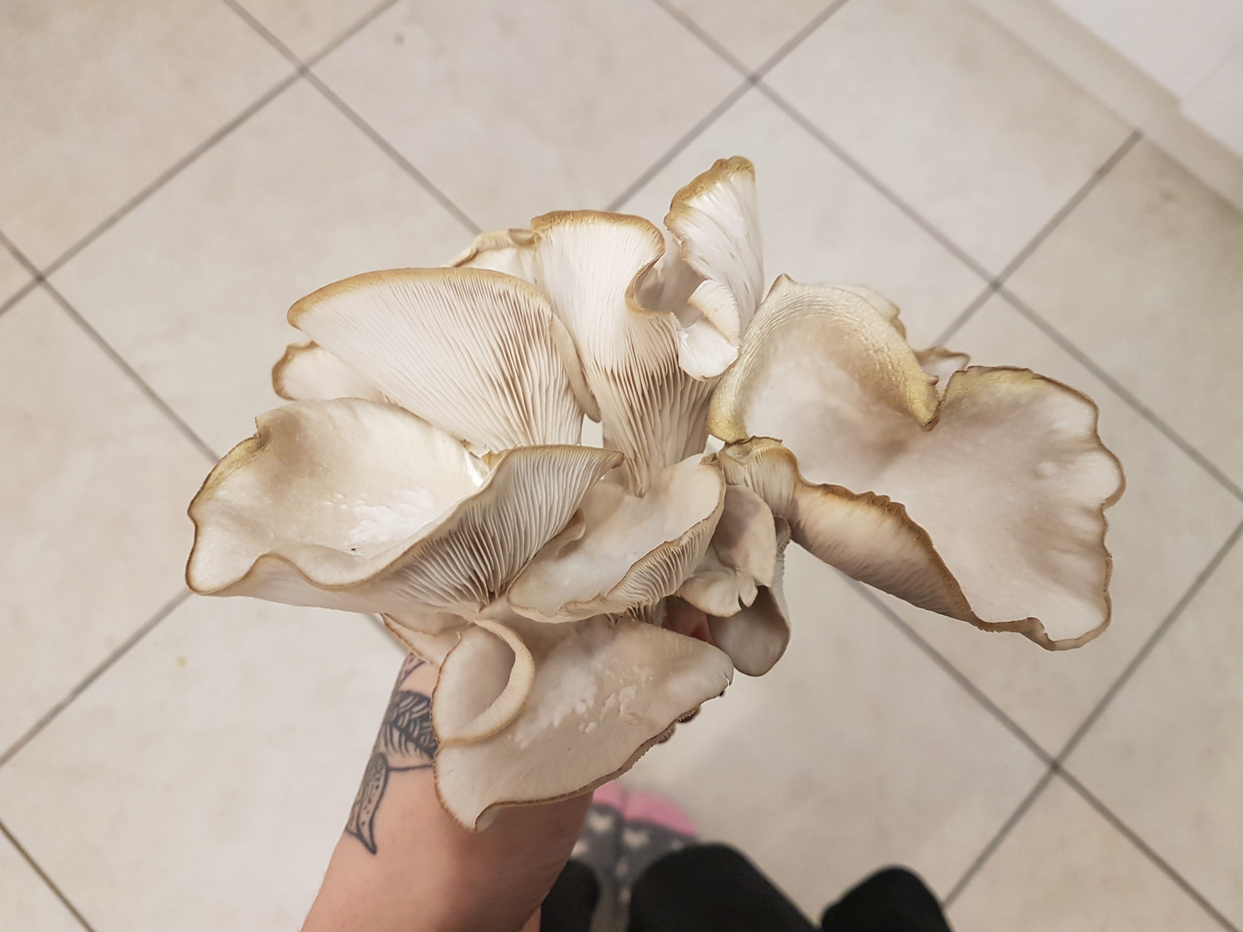 homegrown-mushrooms
