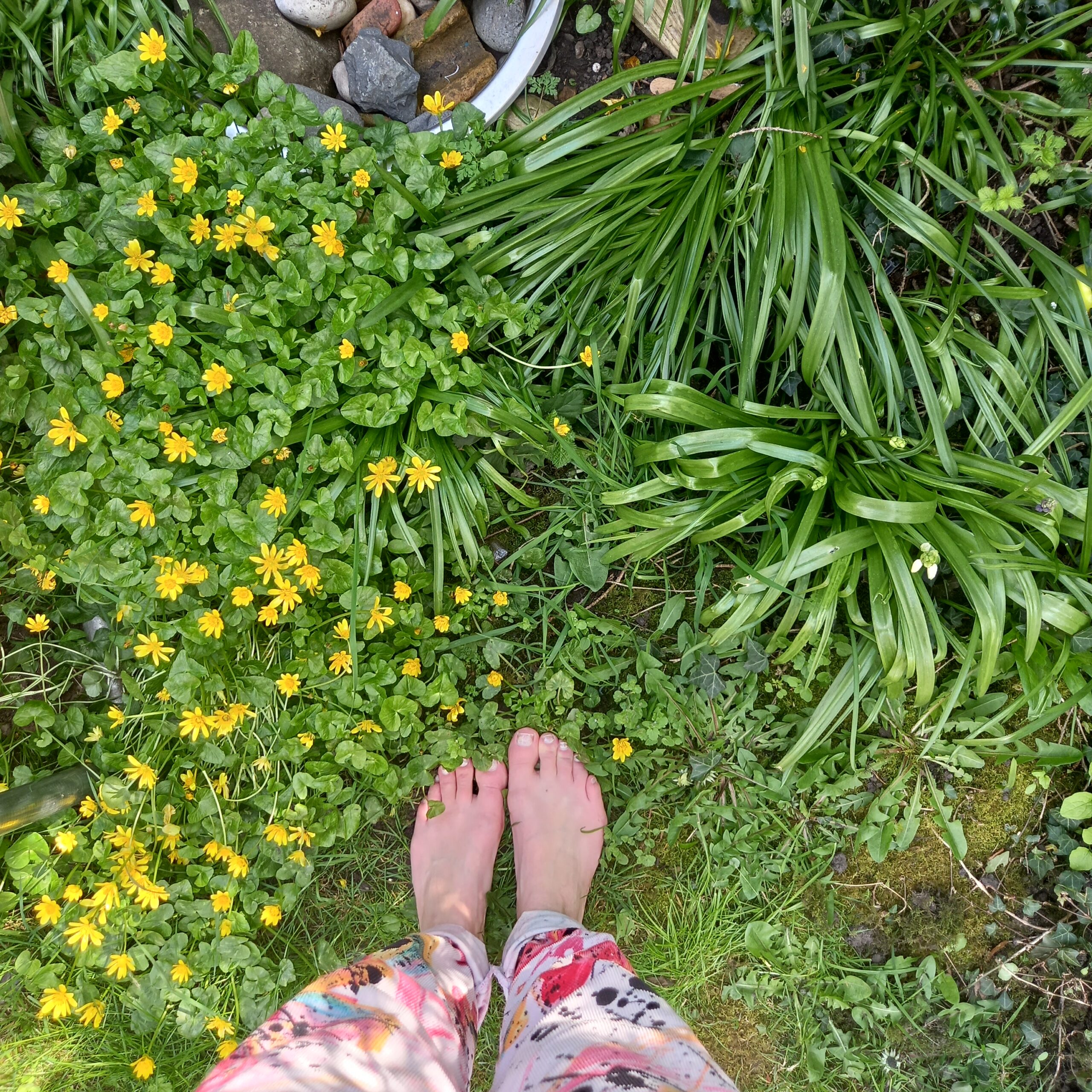 bare feet, grounding, earthing, wild flowers, celandine