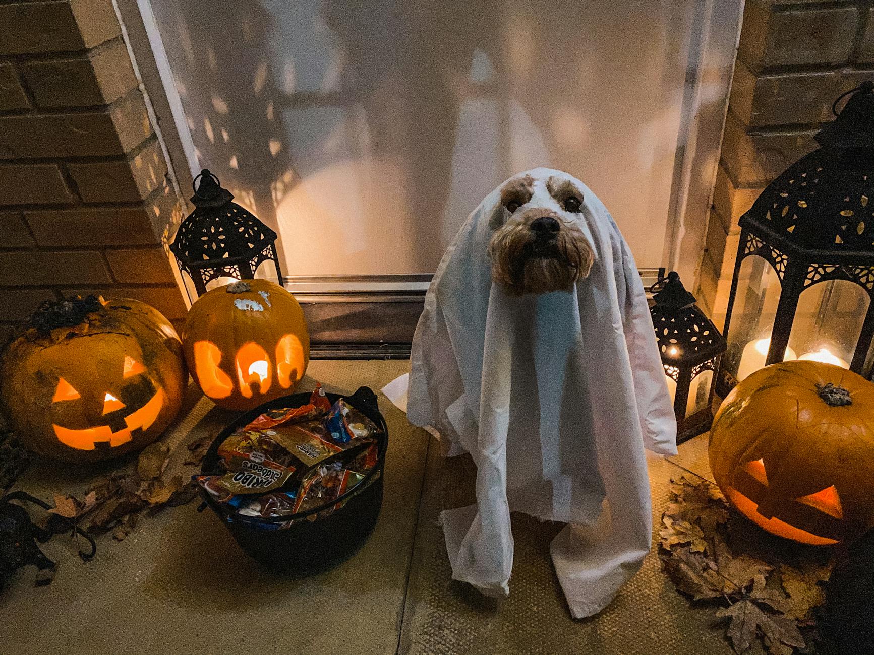 dog on ghost costume during halloween