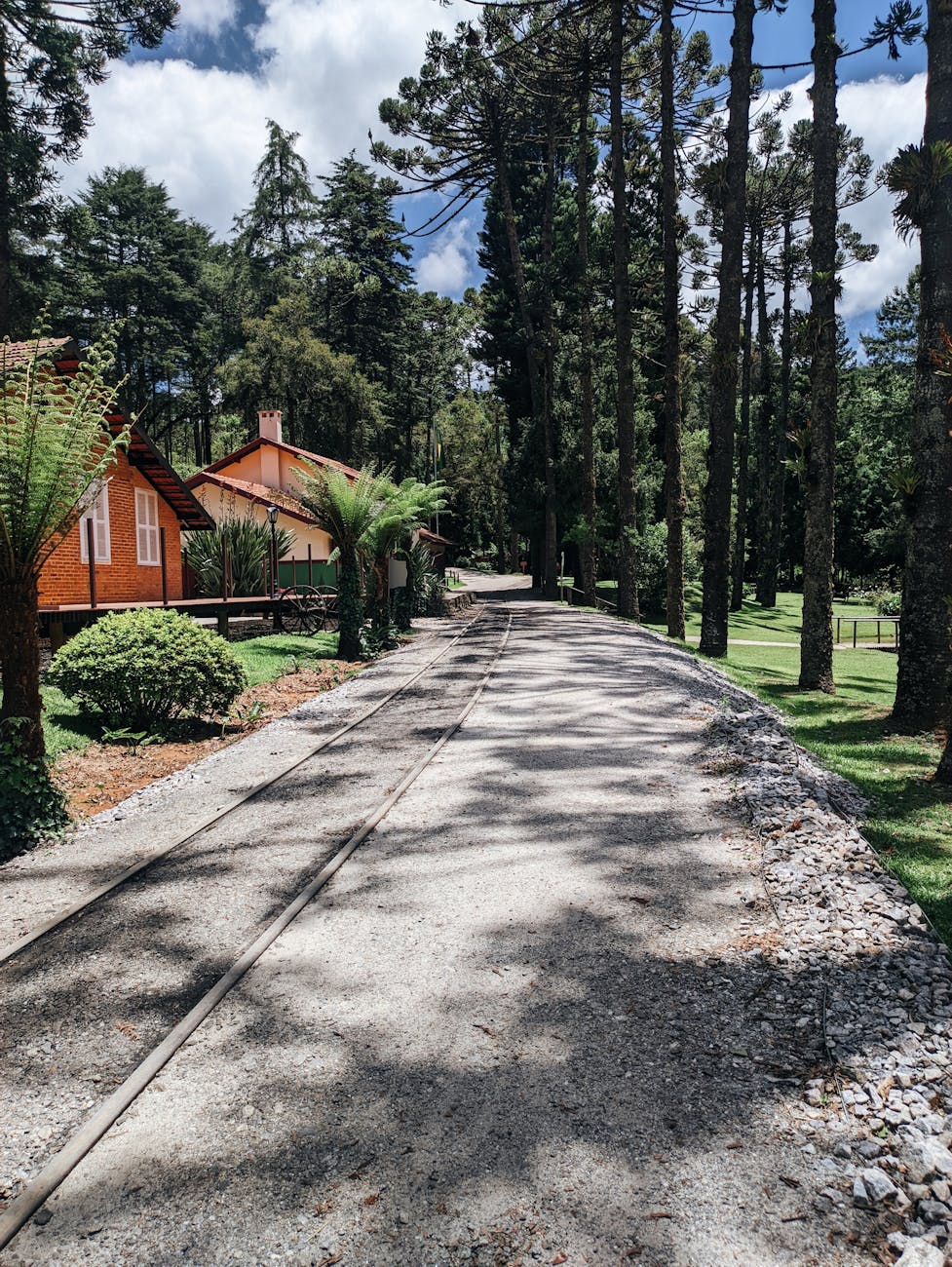 scenic country pathway through tall pine forest
