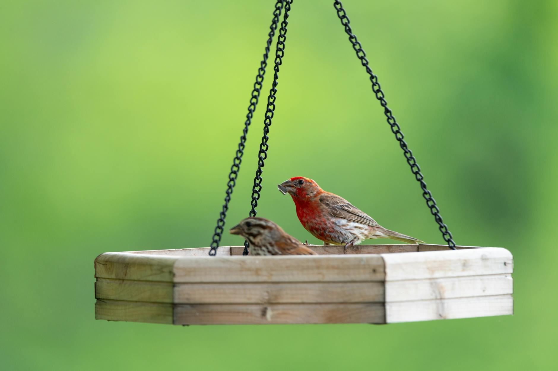 house finches at wooden bird feeder in canonsburg