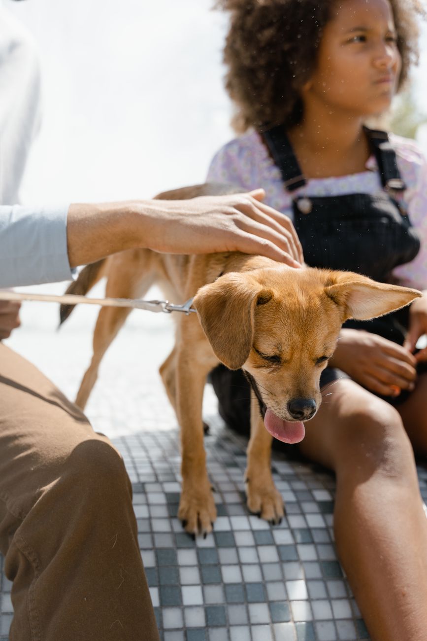 a person holding a brown pet dog