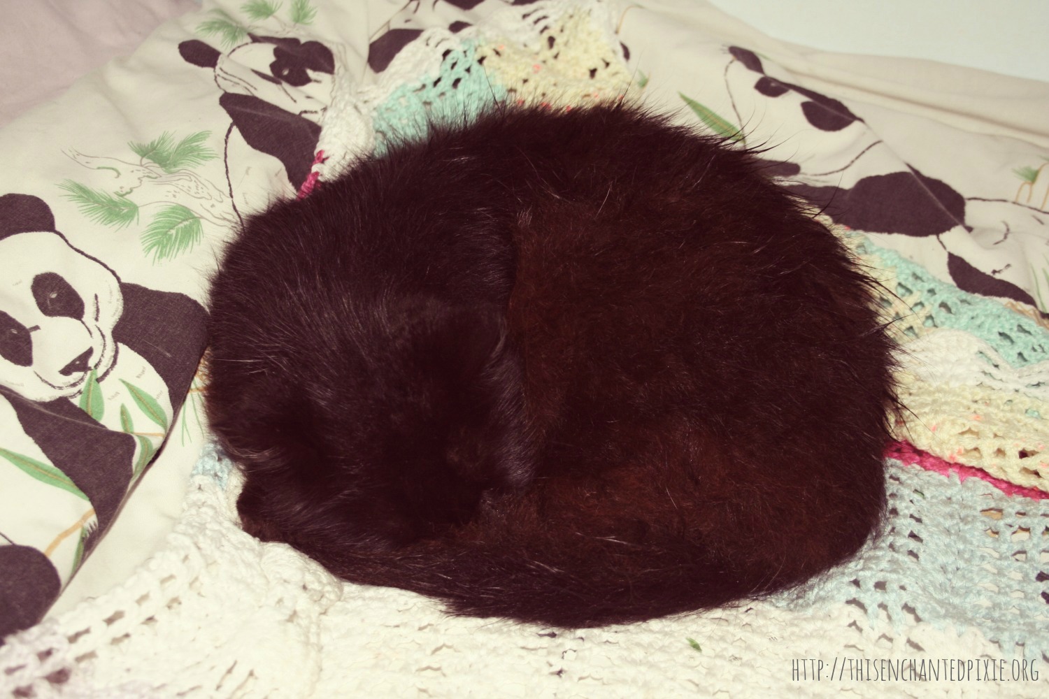 Mr Bear sleeping cat