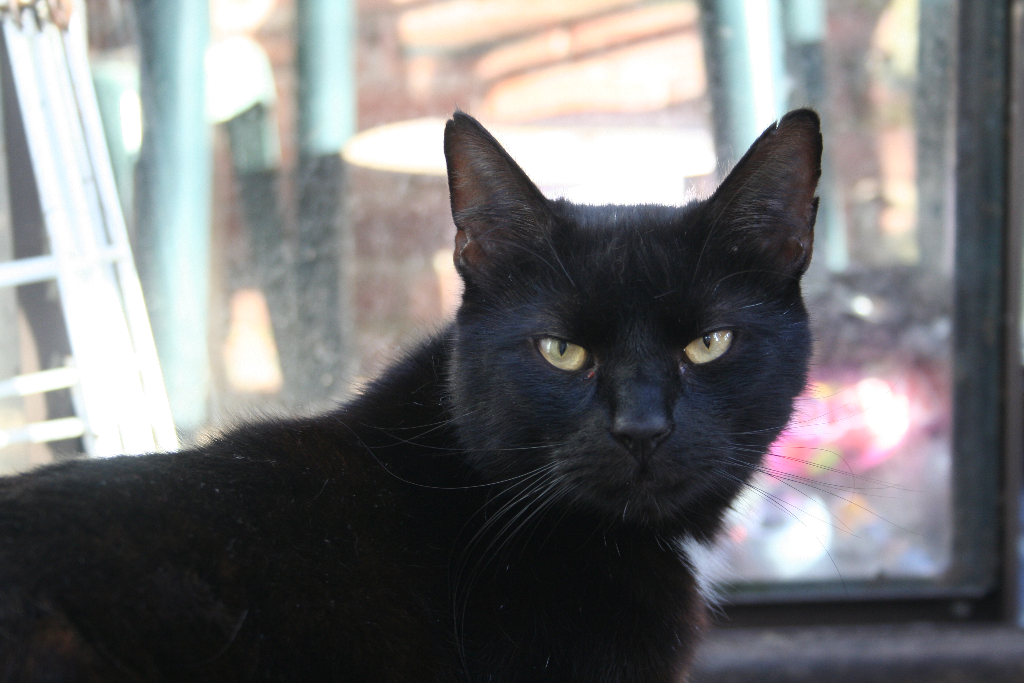 Gigi - black cat
