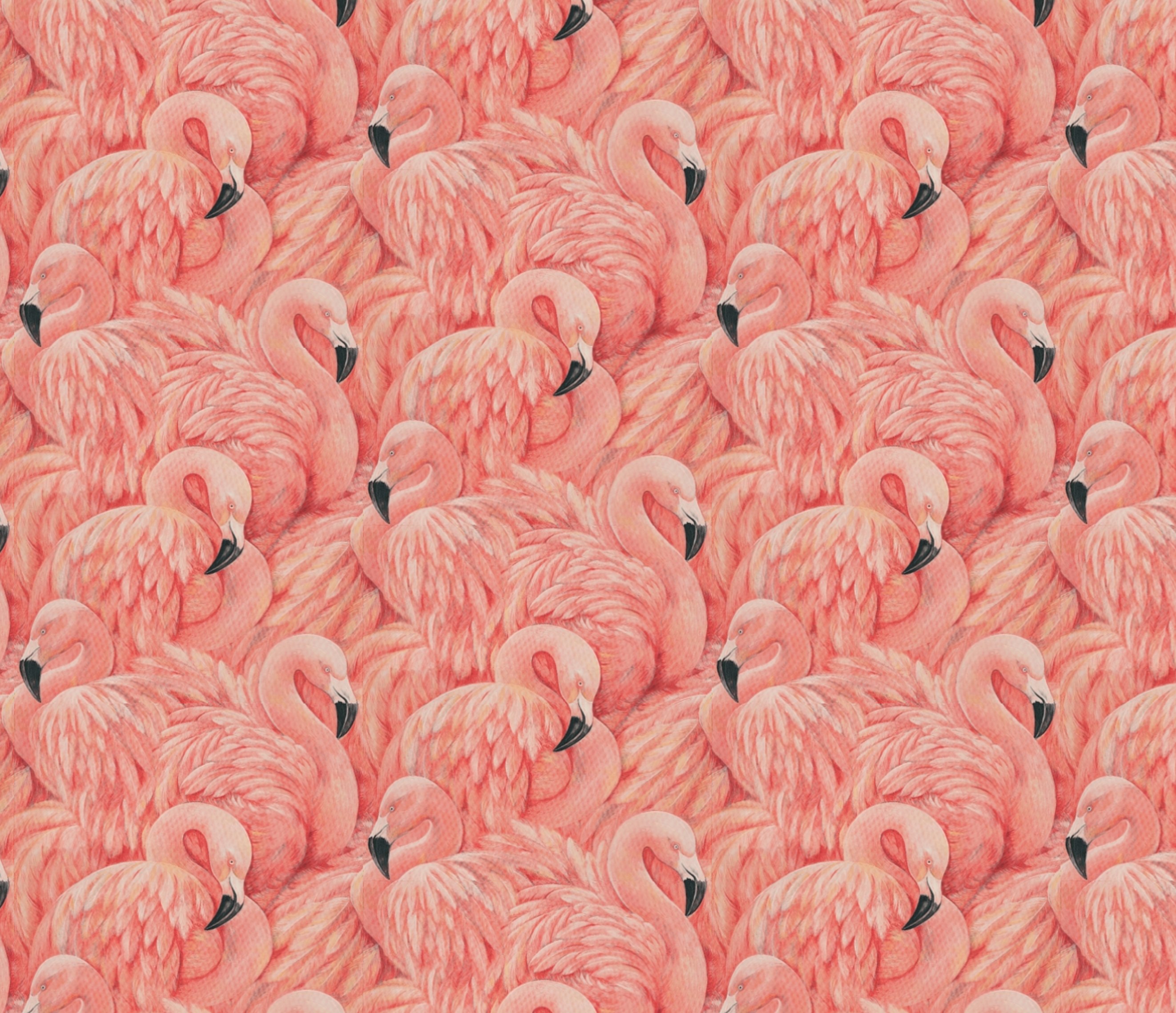 Albany flamingos