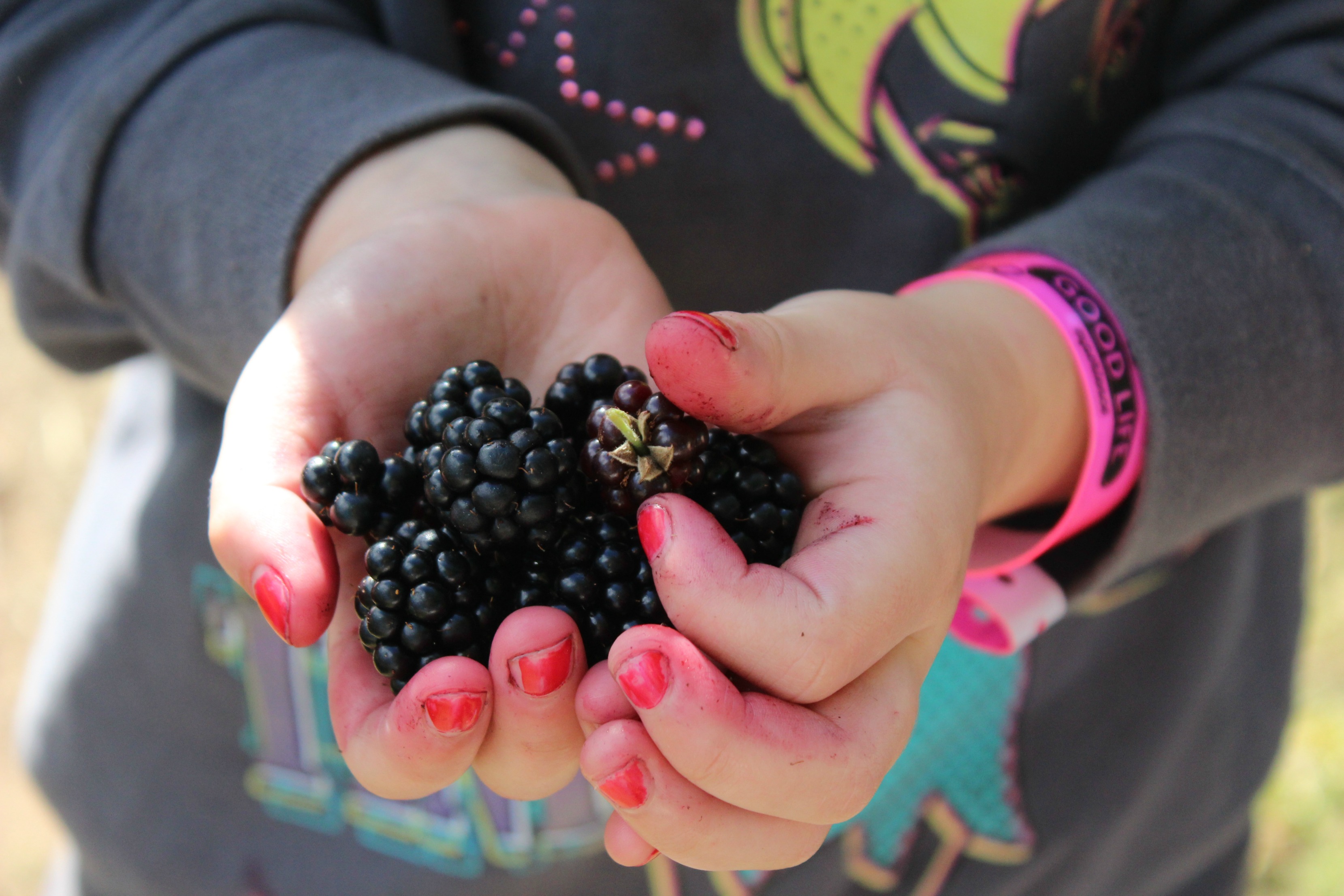 blackberries-good-life-experience