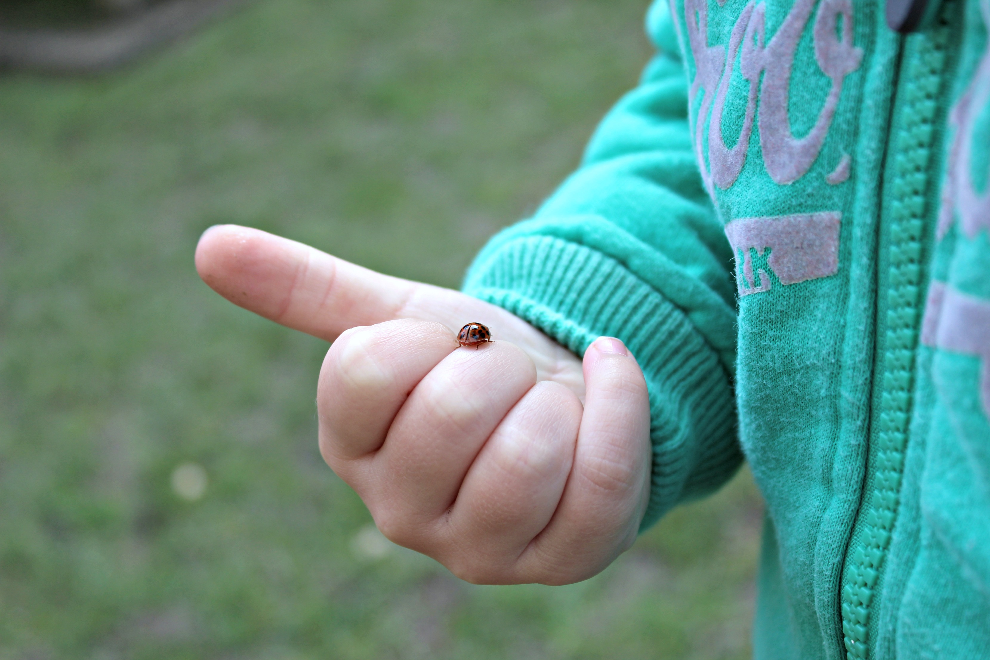 ladybird-this-homeschooling-life-15