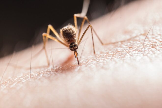 mosquito biting on skin