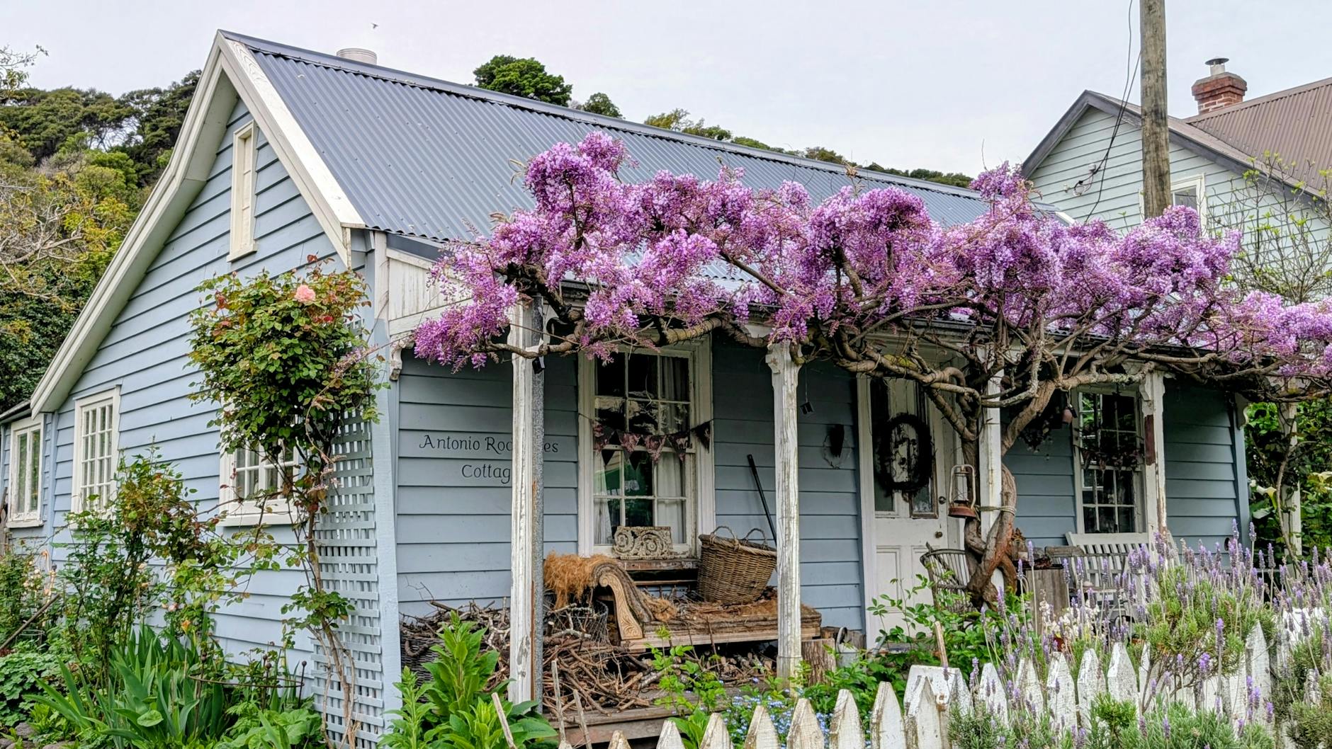 charming cottage with wisteria in bloom akaroa